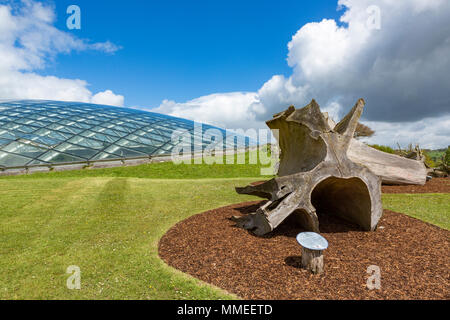 Das grosse Gewächshaus im Botanischen Garten von Wales, Llanarthne, Carmarthenshire mit riesigen Baumstamm im Vordergrund Stockfoto