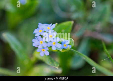 Woodland Vergißmeinnicht (Myosotis sylvatica) in einem wilden Natur Stockfoto