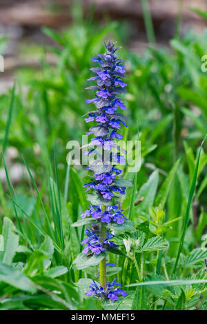 Aufrechte bugle (Ajuga genevensis) in einer wilden Natur Stockfoto