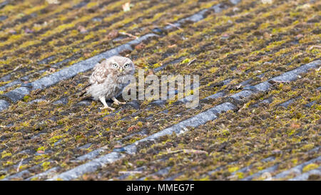 Owlet saß auf dem Dach warten auf Mutter zurückzukehren, mir die Augen Stockfoto