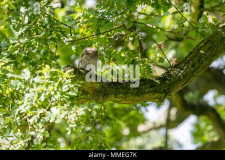 Owlet versteckt im Baum von der Mittagssonne Stockfoto