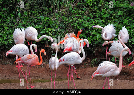 Gruppe von Flamingos am Lake Shore Stockfoto