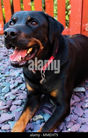 Ein erwachsenes Männchen Rotterman (Rottweiler kreuz Dobermann) Hund Stockfoto