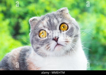 In der Nähe von Little Scottish Fold Kitten mit grünen Hintergrund. Stockfoto