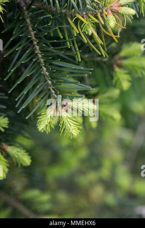 Abies cilicica cilicica subsp. Kilikischen tanne Laub im Frühjahr. Großbritannien Stockfoto