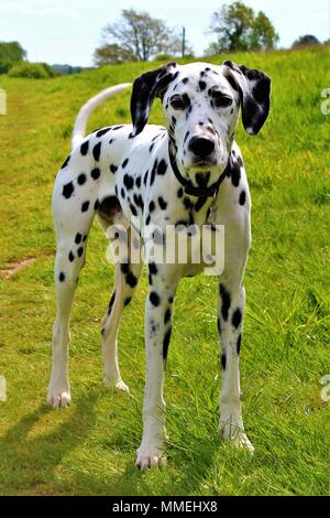 Fünf Jahre alten männlichen Dalmatiens in einem Feld. Stockfoto