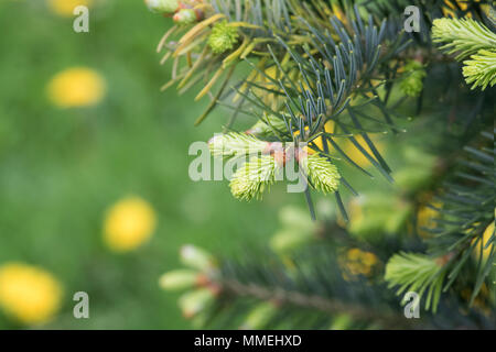 Abies cilicica cilicica subsp. Kilikischen tanne Laub im Frühjahr. Großbritannien Stockfoto