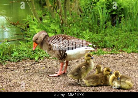 Eine Graugans mit vier baby Gänschen. Stockfoto