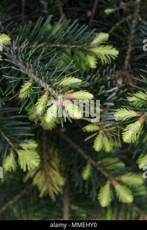 Abies cilicica cilicica subsp. Kilikischen tanne Laub im Frühjahr. Großbritannien Stockfoto