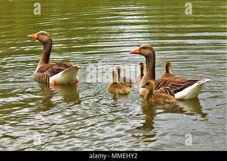 Eine Familie von Graugänse schwimmen in einem See. Stockfoto