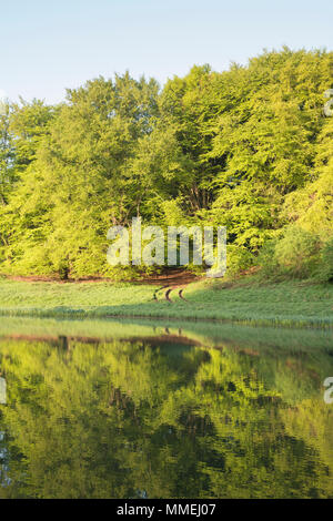 Bäume in den See am frühen Morgen kann Sonnenlicht. Blenheim Palace Park, Oxfordshire, England Stockfoto