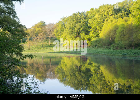 Bäume in den See am frühen Morgen kann Sonnenlicht. Blenheim Palace Park, Oxfordshire, England Stockfoto