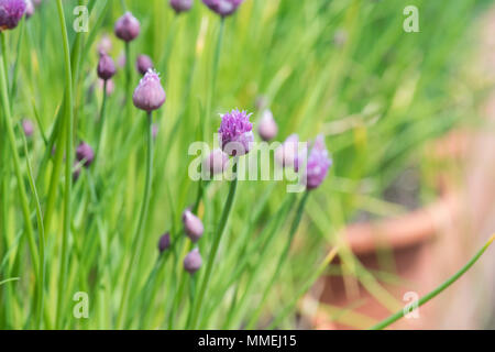 Allium schoenoprasum 'Biggy'. Schnittlauch "BIGGY" Blumen in Bud Stockfoto