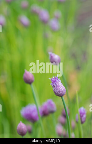 Allium schoenoprasum 'Biggy'. Schnittlauch "BIGGY" Blumen in Bud Stockfoto