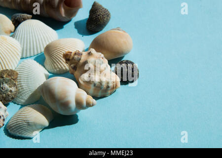Seashells flach Muster auf blauem Hintergrund, Meer Ferienhäuser Hintergrund. Stockfoto