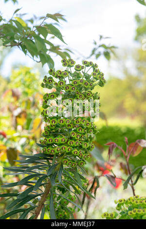 Euphorbia Characias. Mittelmeer-Wolfsmilch Blumen Stockfoto