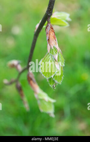 Fagus sylvatica 'Pendula'. Frische Neue weeping beech leaves Emerging im Frühjahr. Großbritannien Stockfoto