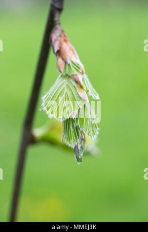 Fagus sylvatica 'Pendula'. Frische Neue weeping beech leaves Emerging im Frühjahr. Großbritannien Stockfoto