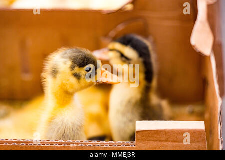 Baby Enten voll in Kisten im Mercado t als Haustiere oder Lebensmittel verkauft werden. Stockfoto