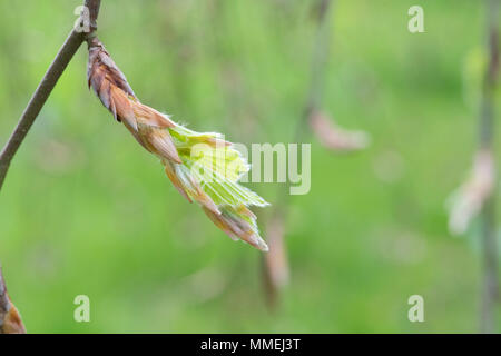 Fagus sylvatica 'Pendula'. Frische Neue weeping beech leaves Emerging im Frühjahr. Großbritannien Stockfoto