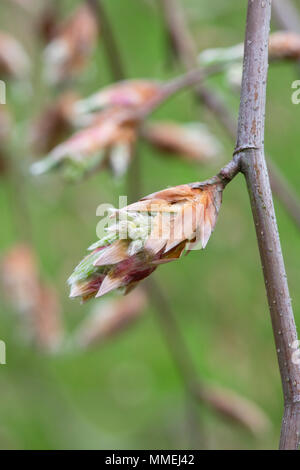 Fagus sylvatica 'Pendula'. Frische Neue weeping beech leaves Emerging im Frühjahr. Großbritannien Stockfoto