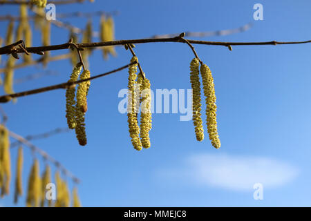 Gelbe Palmkätzchen hängend auf einer Hazel Tree Stockfoto