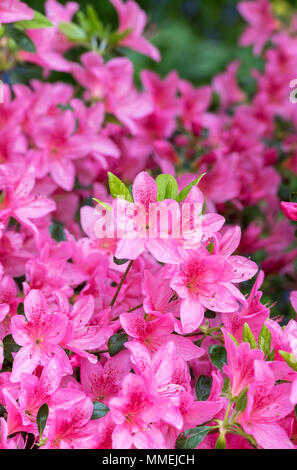 Rhododendron Indicum'Kin keine Orkb' Blüte im Frühjahr. UK. Blühende Azalee Stockfoto