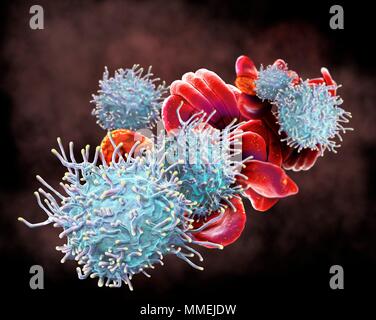 In aktivierten T-Lymphozyten und der roten Blutkörperchen (Erythrozyten). Farbige Scanning Electron Micrograph (SEM) von aktivierten T-Lymphozyten und RBCs aus menschlichem Blut Stockfoto