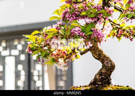 Chinesische Bonsai Pflanzen im Botanischen Garten in Montreal, Kanada Stockfoto