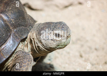 Ein Bild von einer Schildkröte, die in einem lokalen Zoo befindet. Stockfoto