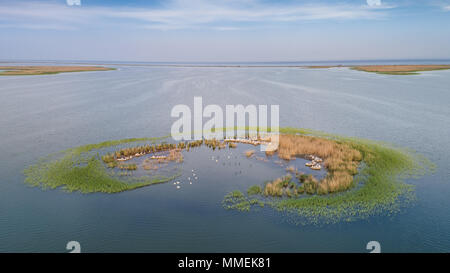 Krauskopfpelikane (pelecanus Crispus) in das Donau Delta Rumänien Stockfoto