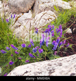 Vogel Vetch wachsen in einem Bergrücken zwischen Granitfelsen. Stockfoto