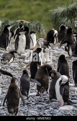 Britisches Überseegebiet, Südgeorgien, Cooper Bay. Makkaroni und Kinnriemen Pinguine am Strand. Eine blond Zügelpinguin. Stockfoto