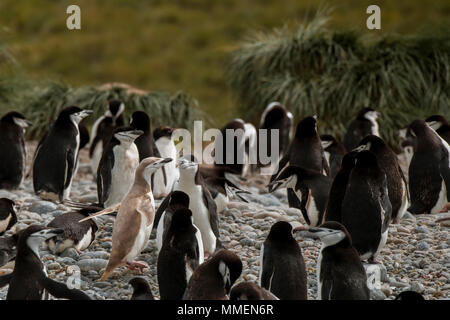 Britisches Überseegebiet, Südgeorgien, Cooper Bay. Makkaroni und Kinnriemen Pinguine am Strand. Eine blond Zügelpinguin. Stockfoto