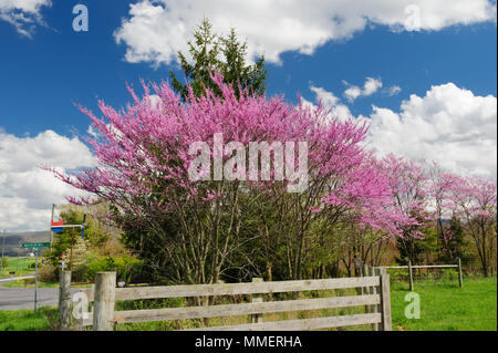Östliche redbud Bäume in Blüte, Shenandoah Valley, Virginia, USA. Stockfoto
