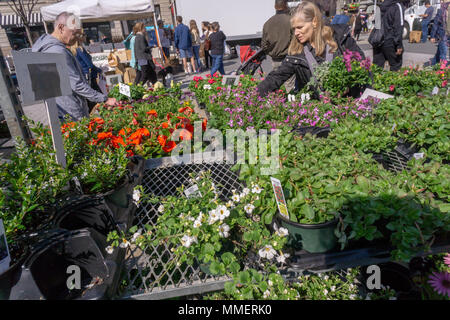 Eine Auswahl an Frühlingsblumen im Union Square Greenmarket in New York am Samstag, 28. April 2018. (© Richard B. Levine) Stockfoto