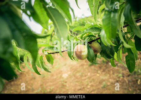 Unreife Pfirsiche auf einem Zweig und grünen Blättern. Peach Tree Stockfoto