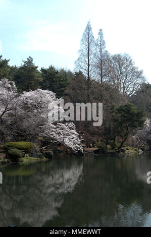 Teich mit Reflexion der Kirschbäume in Shinjuku Gyoen National Garten während Sakura Jahreszeit in Tokio, Japan. Stockfoto