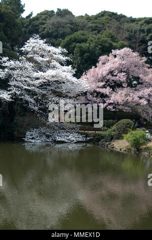 Teich mit Reflexion der Kirschbäume in Shinjuku Gyoen National Garten während Sakura Jahreszeit in Tokio, Japan. Stockfoto