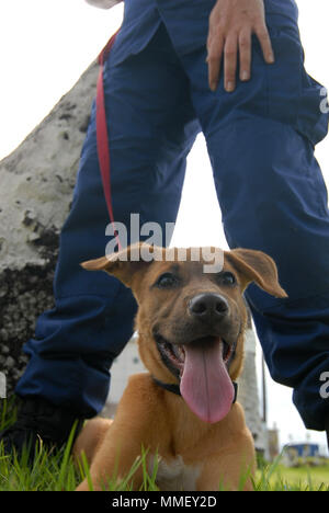 Petty Officer 1st Class Jana James spielt mit ihrem Neu Hund gerettet, Soldat, auf dem Rasen von San Juan, Puerto Rico, Okt. 28, 2018. James, ein reservist mit Marine Safety Unit Savannah, GA., bereitgestellt von San Juan für 60 Tage zur Unterstützung der Hurrikan Maria Antwort. U.S. Coast Guard Foto von Petty Officer 2. Klasse Matthew Masaschi. Stockfoto