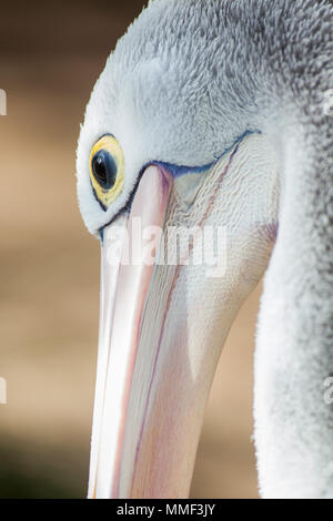 Eine Nahaufnahme eines australischen Pelican in Adelaide, South Australia, die am 9. August 2012 Stockfoto