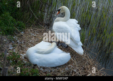 Foto von einem Paar Höckerschwäne am Nest mit einer ständigen und einer Sitzung Stockfoto