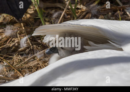 Foto eines Jungen swan Signet sicher unter it's Mutter Flügel Stockfoto