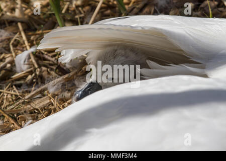 Foto eines Jungen swan Signet sicher unter it's Mutter Flügel Stockfoto
