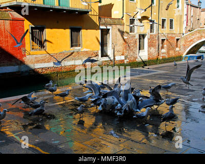 Möwen isst, bleibt der Fische, Fisch Markt in Venedig, Italien Stockfoto