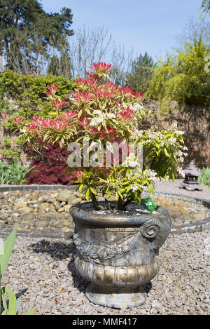Pieris Strauch auf Schotter mit bunten Rote Blätter in einem Container angebaut. Stockfoto