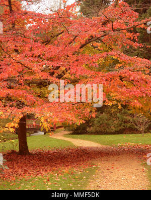 Blätter im Herbst Vereinigtes Königreich Stockfoto