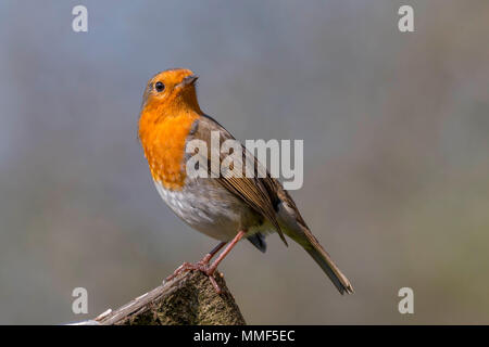 Europäische robin DE gehockt Stockfoto