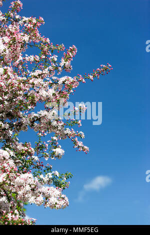 Apple Blüten vor blauem Himmel Stockfoto