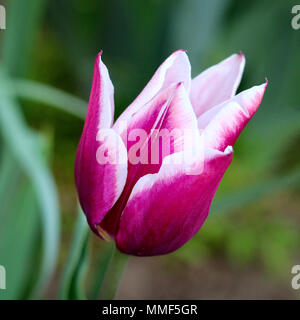 Lila und Weiß tulip. Foto Stockfoto